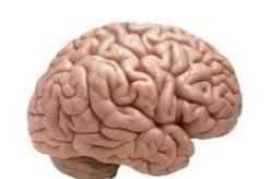Budova e trurit, domethënia dhe funksionet e indeve që përbëjnë trurin e njeriut